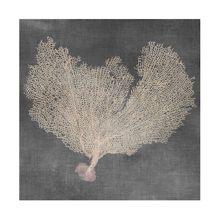 Vision Studio 'Natural Sea Fan VI' Canvas Art, 24x24